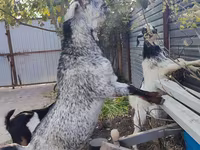 Koza, Kamori goats — fotografija 1