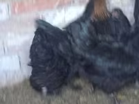 Australorp — fotografija 2