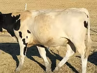 Bik, Russian Black pied cattle — fotografija 7