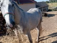 घोड़ा, Lipizzaner — फ़ोटो 2