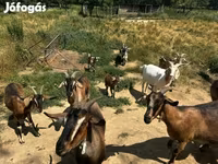 बकरियाँ (लॉट, लिंग निर्दिष्ट नहीं), बकरियाँ — फ़ोटो 1