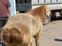 Qoç, Arashan sheep — foto 2