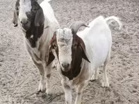 公山羊, Boer goat — 照片 1