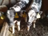 Bull, Belgian Blue — photo 2