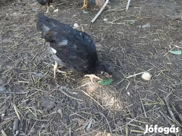Chickens