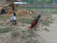Chickens — fotografija 2