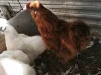 Silkie — zdjęcie 4