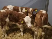 公牛, Limousin cow — 照片 2