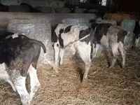 公牛, Simmental cattle — 照片 2