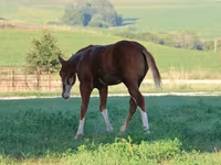 Pastuv, Alter Real — fotografija 5