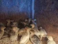 Turkeys — 写真 2