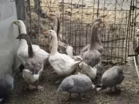 Geese — Foto 2