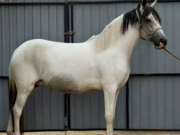 Cavalo, Cavalos — Hungria