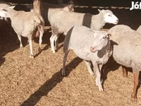 Ovejas (lote, sexo no especificado), Ovejas — foto 1