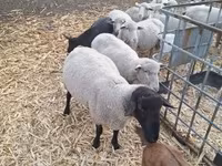 公羊, Sheep — 照片 2