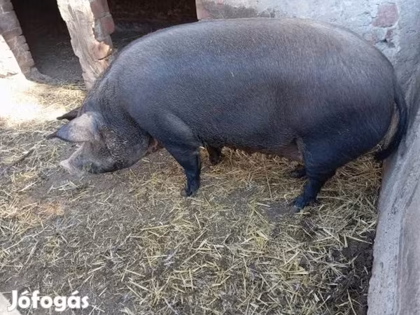 Свиноматка, Мангалица