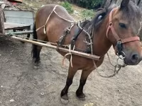 Caballo, Caballos — foto 4