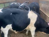 Бик, Russian Black pied cattle — фото 1