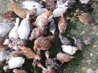 Chickens — Foto 4