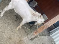 Koza, Saanen goat — fotografija 6