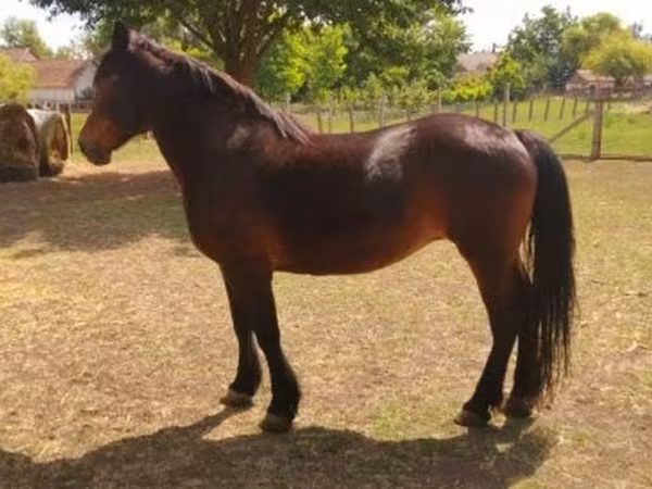 Égua, Cavalos — Hungria