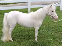 Mare, Miniature horse — photo 3