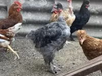 Chickens — foto 5