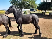 घोड़ा, Friesian — फ़ोटो 6