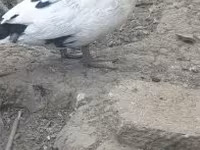 domowa kaczka piżmowa — zdjęcie 3