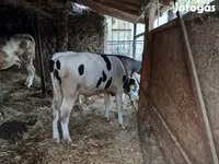 ثور, Simmental cattle — الصورة 3