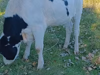 Krava, Russian Black pied cattle — fotografija 1