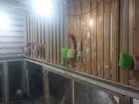 Chickens — fotografija 5