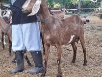 母山羊, Nubian Goat — 照片 2