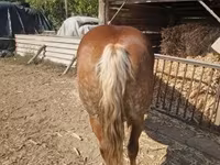 母马, Horses — 照片 2