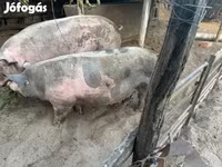 मादा सूअर, सूअर — फ़ोटो 2