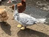 Ducks — fotografija 2