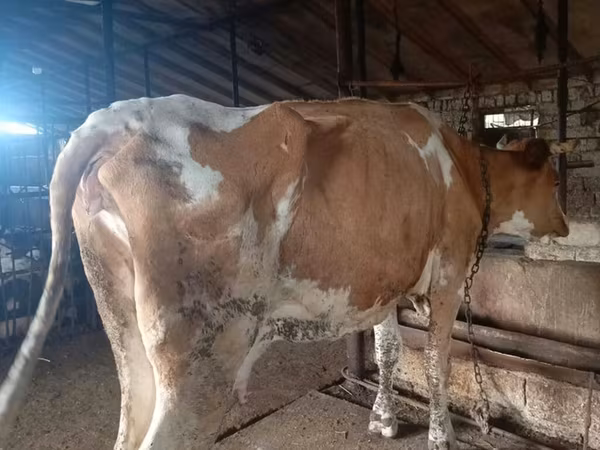 Cow, Simmental cattle