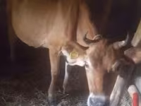 गाय, जर्सी नस्ल — फ़ोटो 3