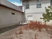 Geese — Foto 3