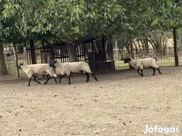 मेढ़ा, Blackheaded Persian sheep