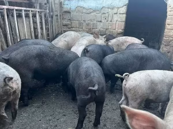 Verrat, Porcs — Hongrie