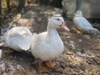 Ducks — fotografija 2