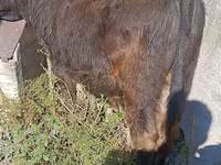 Touro, Simmental cattle — foto 2