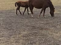 Yegua, Horse breed — foto 3
