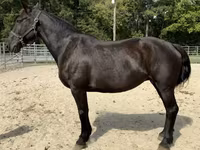 Kobila, Percheron — fotografija 1