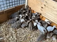 Guinea fowl — photo 3