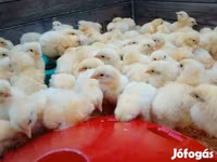 Chickens — photo 2
