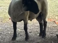 كبش, White Suffolk sheep — الصورة 2