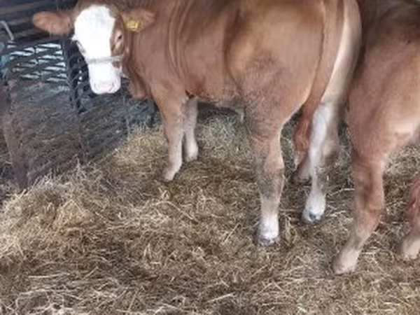 Бик, Simmental cattle