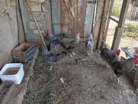 Slovenian Barred Hen — photo 1